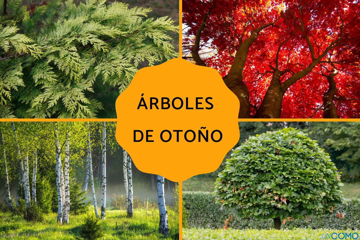 Árboles de otoño