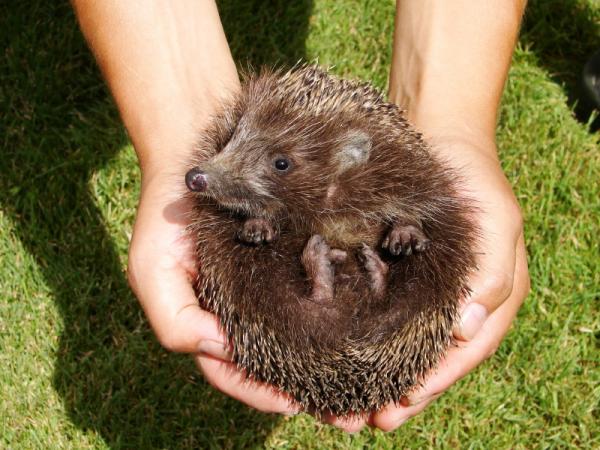 Cómo bañar a un erizo - Paso 5