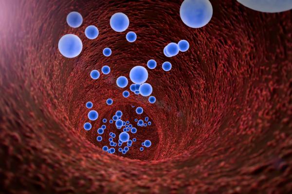 Propiedades del aceite de avellana - Prevenir el envejecimiento celular