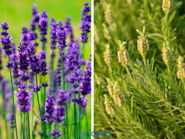 Cómo podar una lavanda - Tipos de lavanda que existen