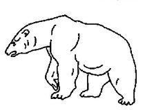 Cómo dibujar un oso polar paso a paso