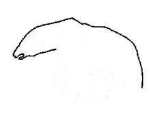 Cómo dibujar un oso polar paso a paso - Paso 2