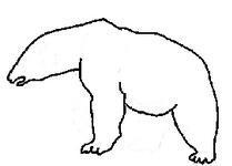 Cómo dibujar un oso polar paso a paso - Paso 3