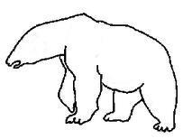 Cómo dibujar un oso polar paso a paso - Paso 4
