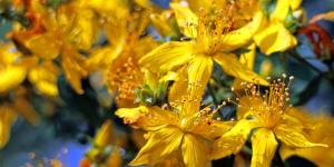 Beneficios de la hierba de San Juan