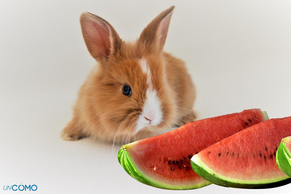 ¿Los conejos pueden comer sandía?