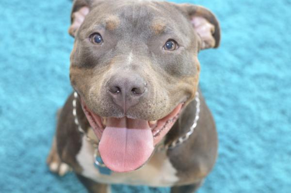 Cómo ir en bici con mi perro - Paso 3