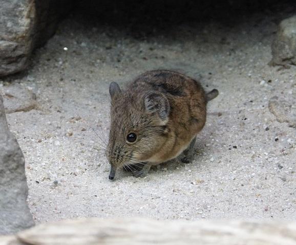 Cuál es el mamífero más pequeño del mundo - Paso 1