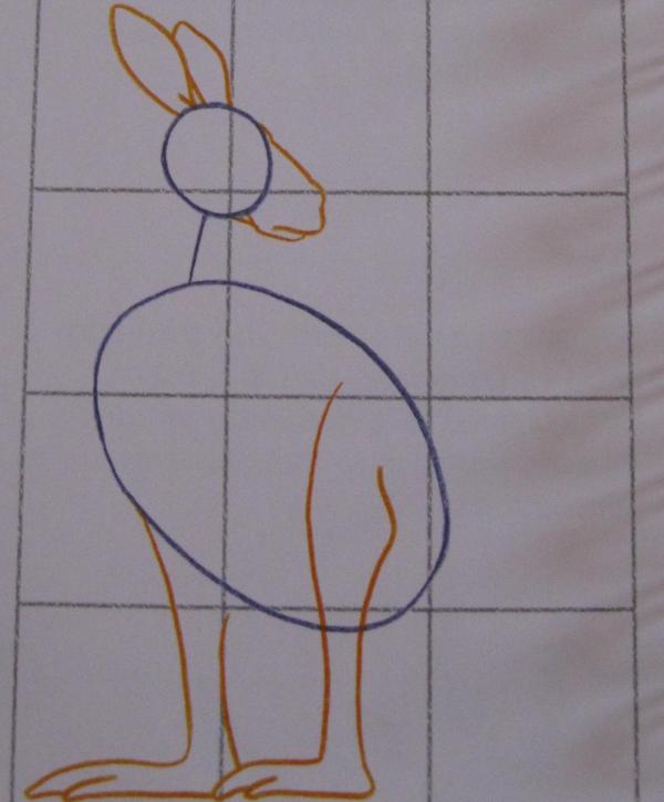 Cómo dibujar un Canguro - Paso 2
