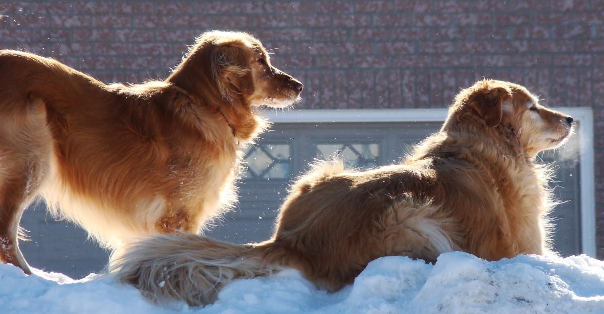 Qué hacer para que mi perro no tenga parásitos internos