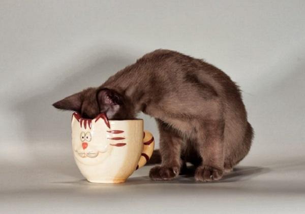 Cómo combatir el mal aliento de los gatos - El agua, también una aliada