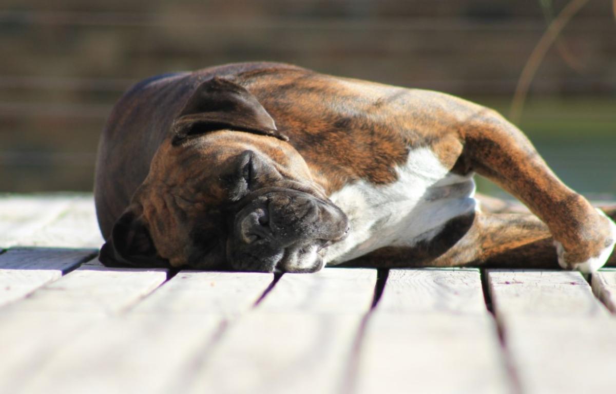 Cómo curar la meningitis en perros