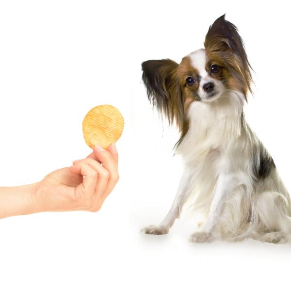 pueden los perros comer patatas fritas sin sal