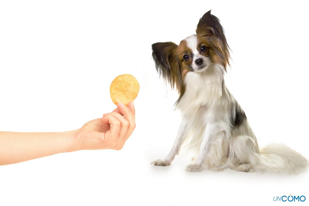 las batatas causan estreñimiento en perros