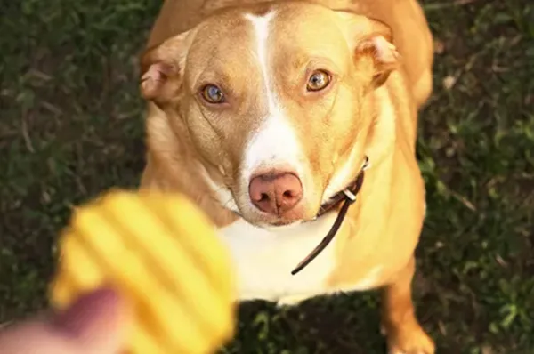 pueden los perros comer patatas fritas sin sal
