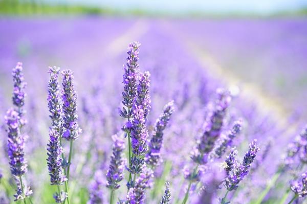 Cómo hacer perfume para ropa casero - Perfume para ropa con esencia de lavanda 