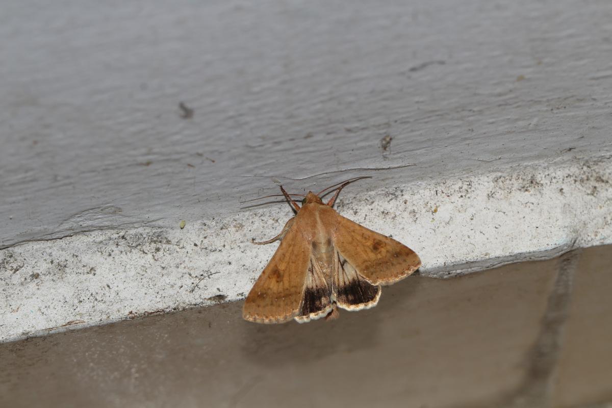 Cómo eliminar las polillas en la cocina