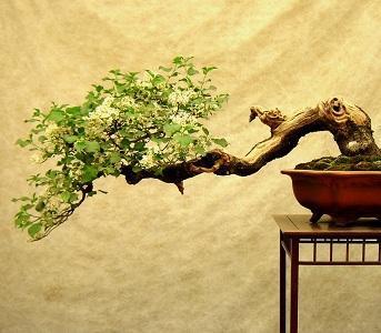 Cómo decorar un hogar con estilo Zen