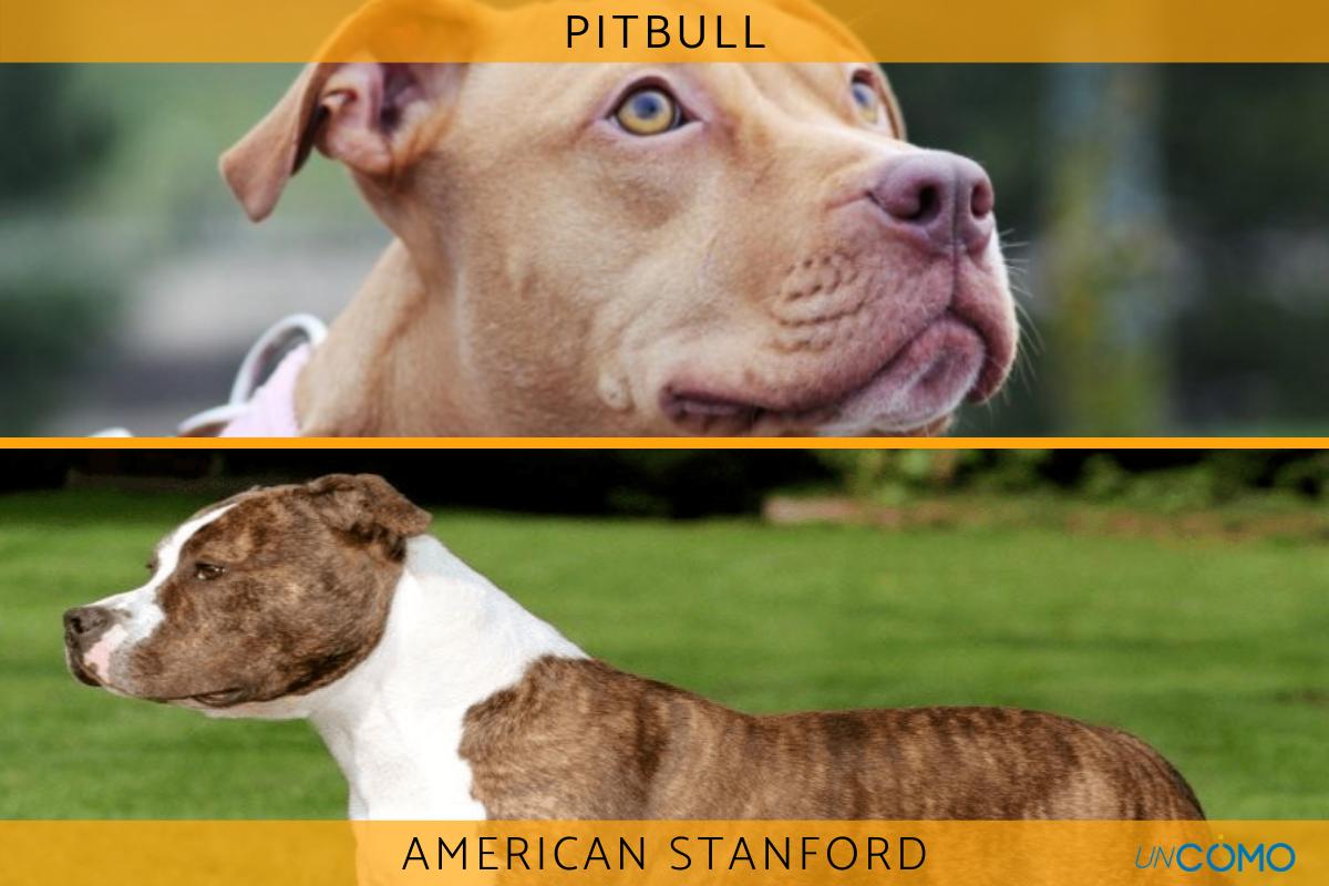 Diferencia entre pitbull y american stanford