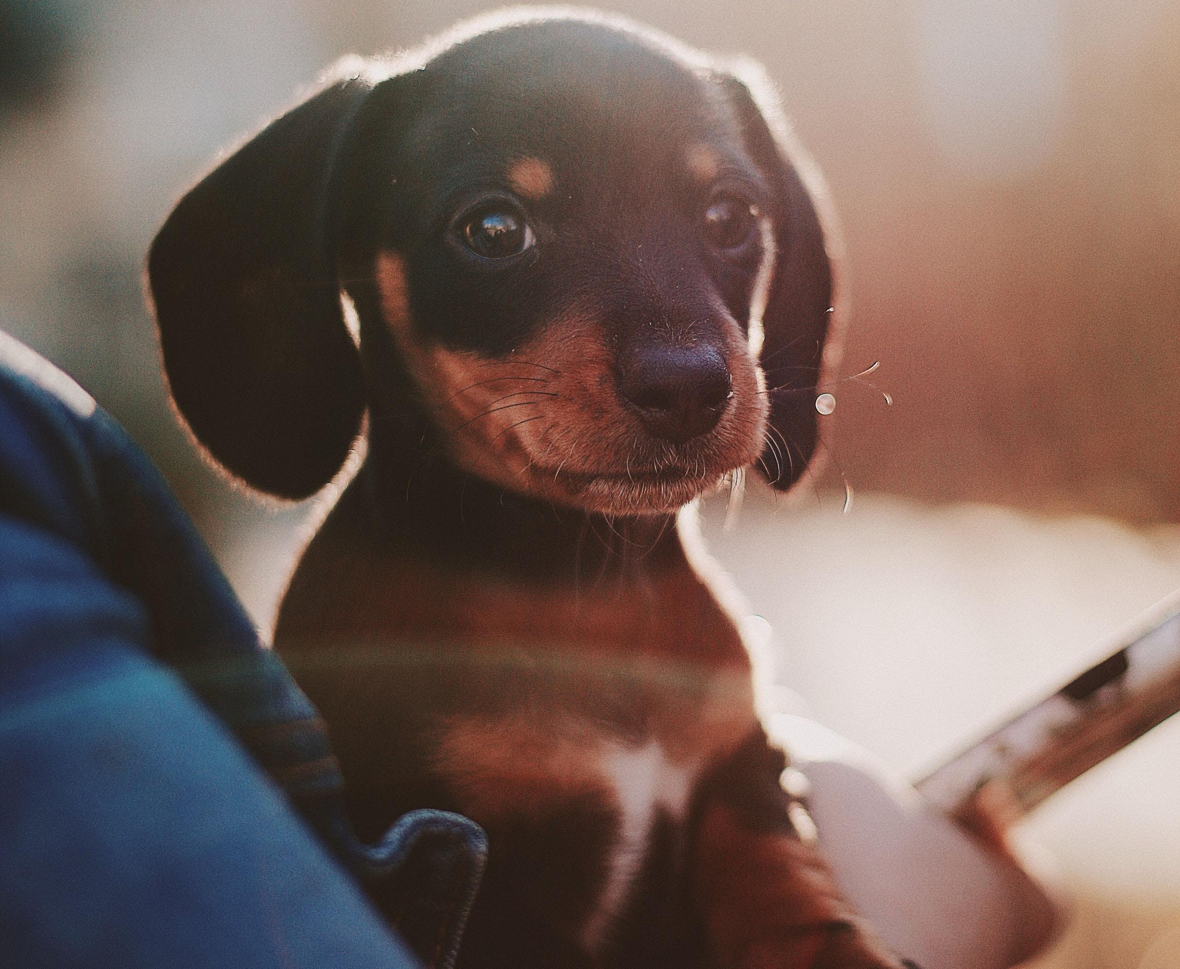 cómo entreno a mi cachorro para que no muerda la boca