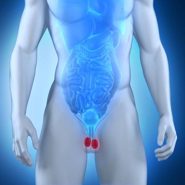 ¿Por qué los testículos se ponen duros? Descúbrelo AQUÍ