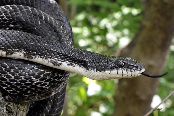 Qué significa soñar con serpientes negras - Qué significa soñar que una serpiente negra te persigue