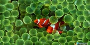 Cómo es el Pez Payaso