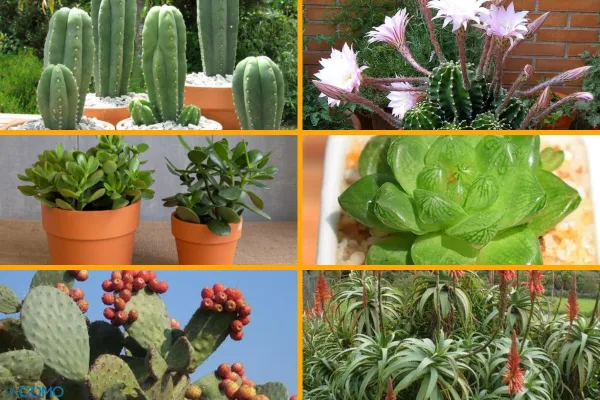 tipos de cactus bebé