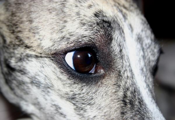 Cómo cuidar un galgo - ¡Adopta un perro!