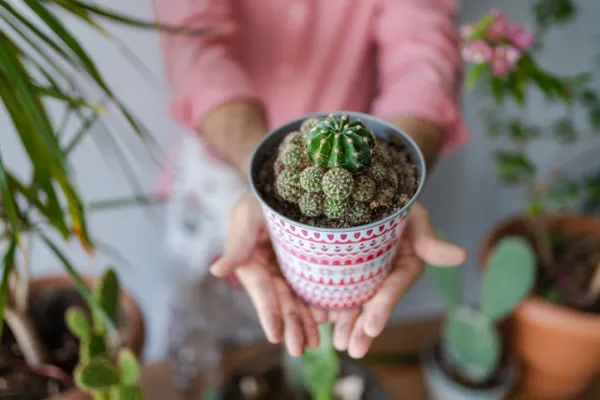 tipos de cactus bebé