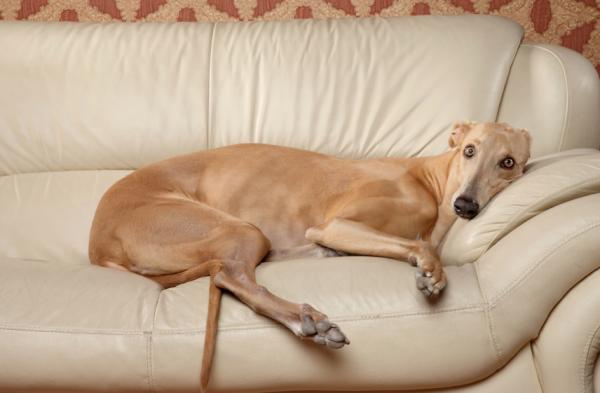 puedes tener un galgo en un apartamento