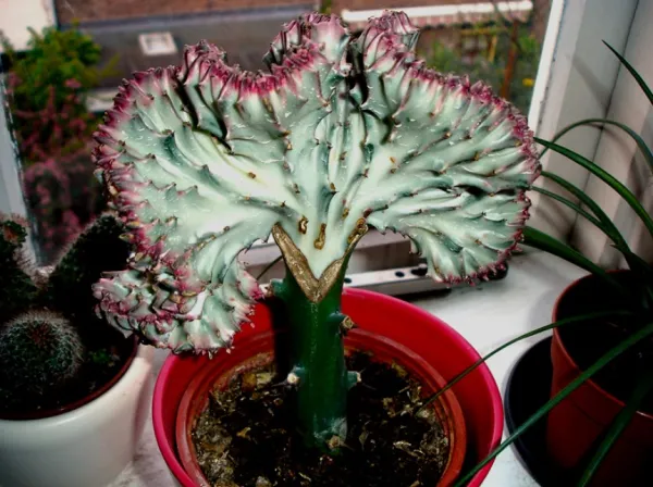 tipos de cactus bebé