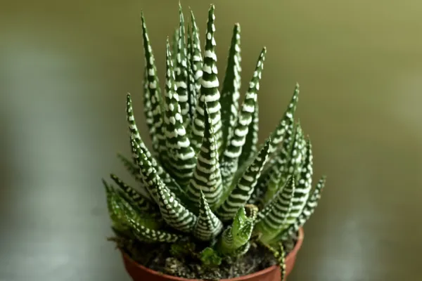tipos de cactus bebé