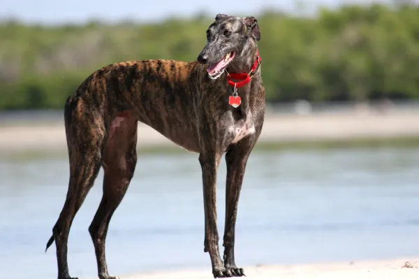 puedes tener un galgo en un apartamento