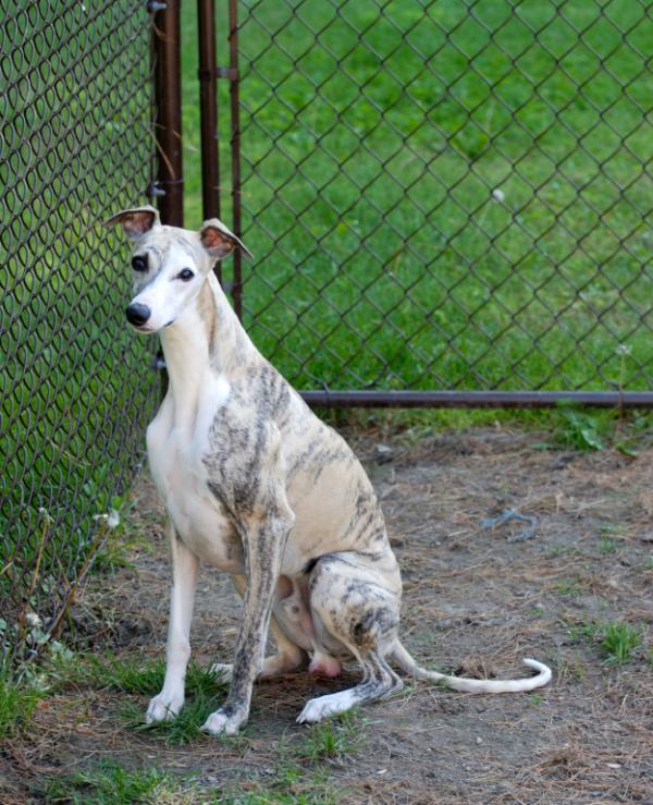 puedes tener un galgo en un apartamento