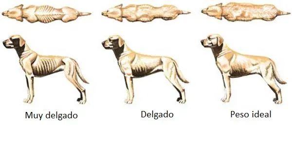 cómo sabes si tu perro tiene el peso correcto