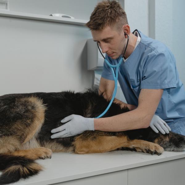 como ayudar a un perro con problemas estomacales