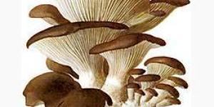 Cómo cocinar las Gírgolas