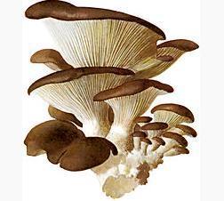 Cómo cocinar las Gírgolas