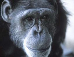 Cómo visitar un zoo