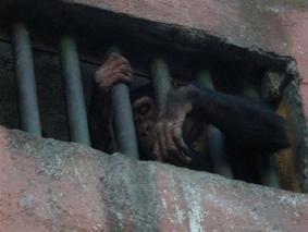 Cómo visitar un zoo - Paso 2