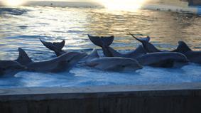 Cómo visitar un zoo - Paso 4