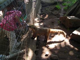 Cómo visitar un zoo - Paso 5