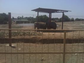 Cómo visitar un zoo - Paso 7