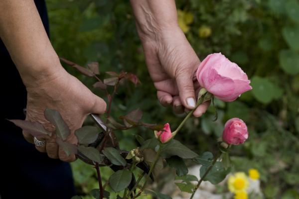 Cómo injertar rosas - Cómo injertar rosas - paso a paso