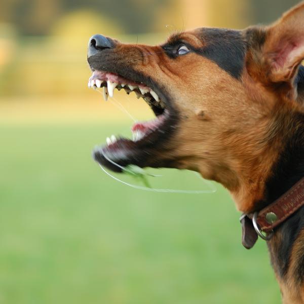 cara de perro malo
