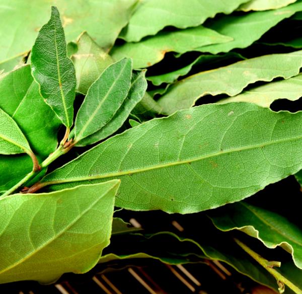 Plantas medicinales para el colesterol - Paso 5