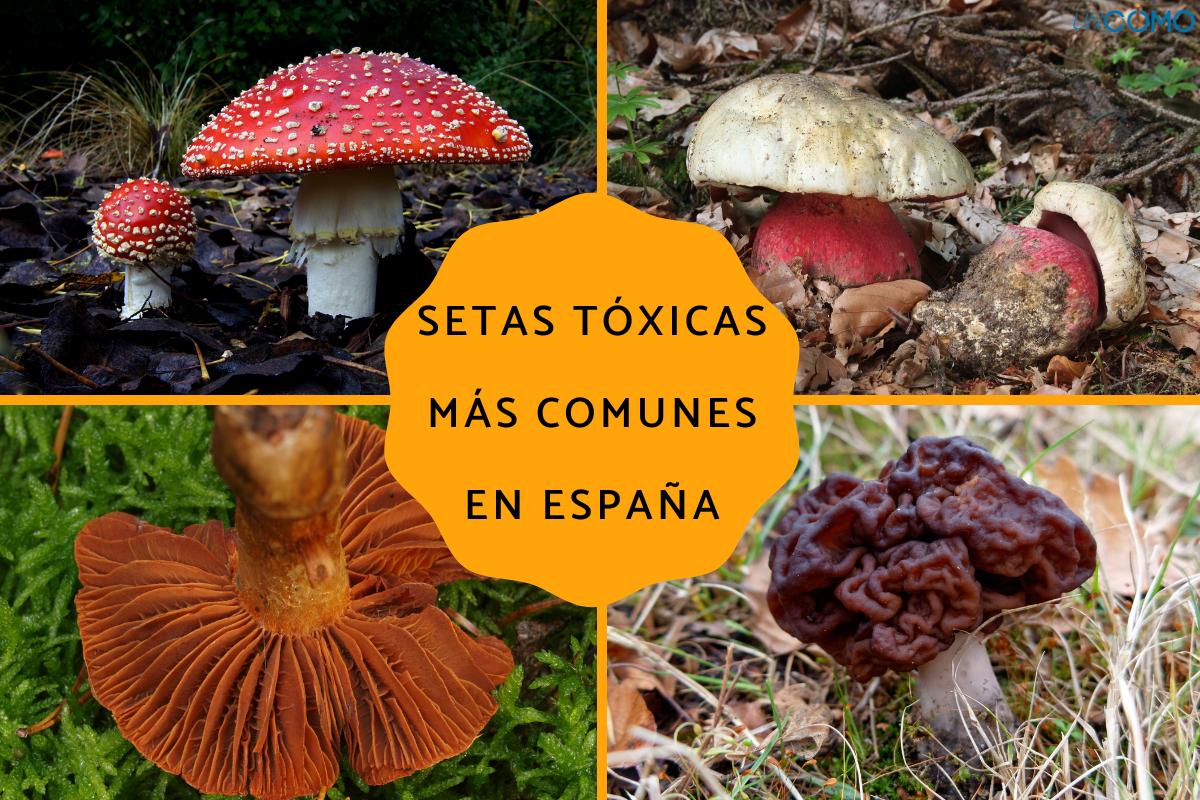 Cuáles son las setas tóxicas más comunes en España