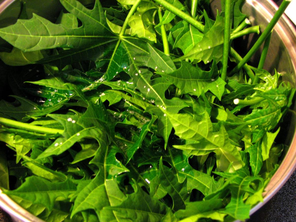 Contraindicaciones de la chaya