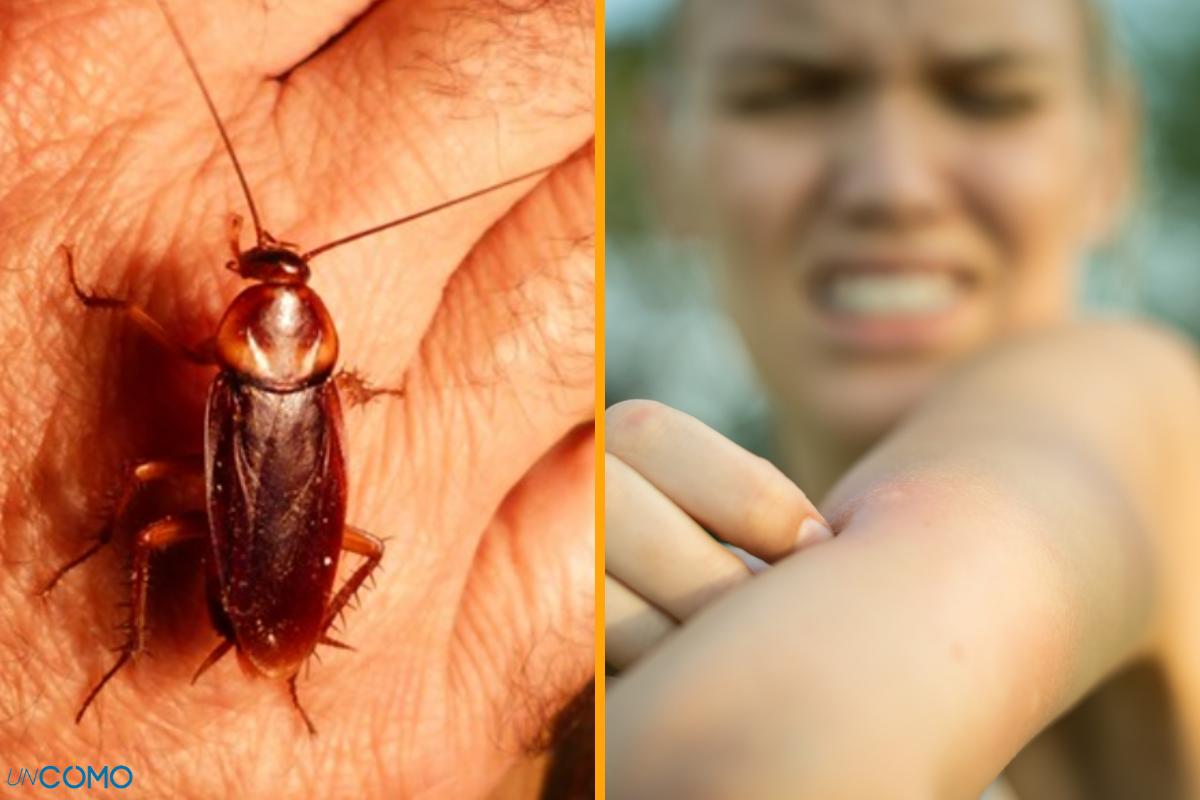 ¿Las cucarachas pican?